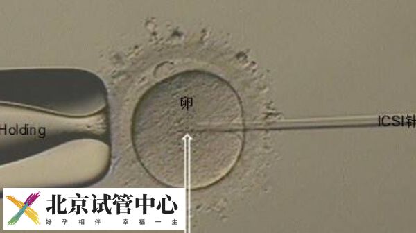 为什么试管取卵多配成的少
