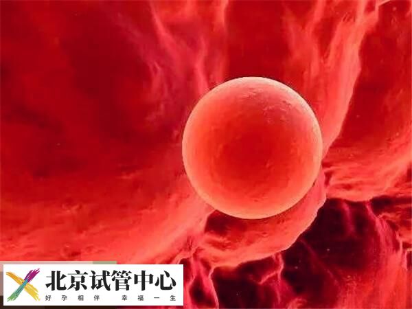 单囊胚移植的优劣势分析,降低多胎妊娠风险是优点之一(图2) 单囊胚移植的优劣势分析,降低多胎妊娠风险是优点之一(图2)