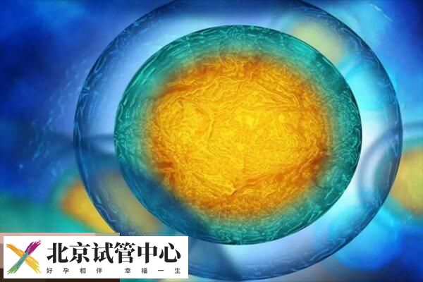 鲜胚囊胚冻胚的含义介绍,移植哪个成功率高赶紧来看(图2) 鲜胚囊胚冻胚的含义介绍,移植哪个成功率高赶紧来看(图2)